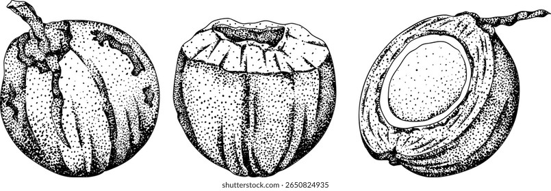 Vector engraving illustrations of coconuts. Perfect for tropical, nature, or food themed designs. Black and white art.	