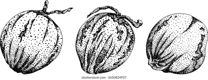 Vector engraving illustrations of coconuts. Perfect for tropical, nature, or food themed designs. Black and white art.	