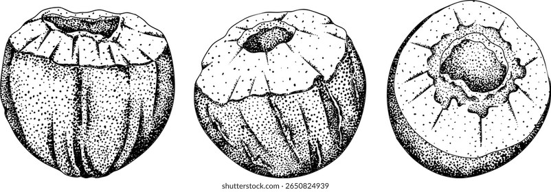 Vector engraving illustrations of coconuts. Perfect for tropical, nature, or food themed designs. Black and white art.	