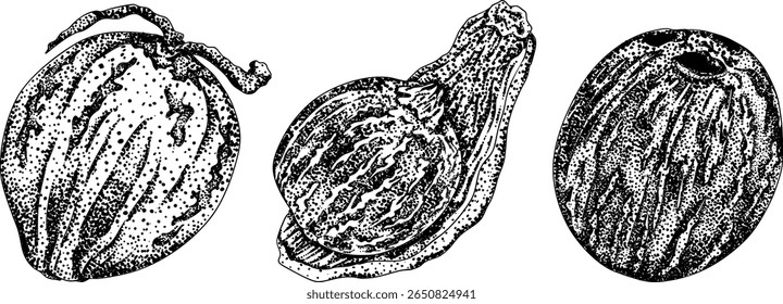 Vector engraving illustrations of coconuts. Perfect for tropical, nature, or food themed designs. Black and white art.	