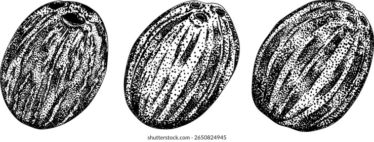 Vector engraving illustrations of coconuts. Perfect for tropical, nature, or food themed designs. Black and white art.	