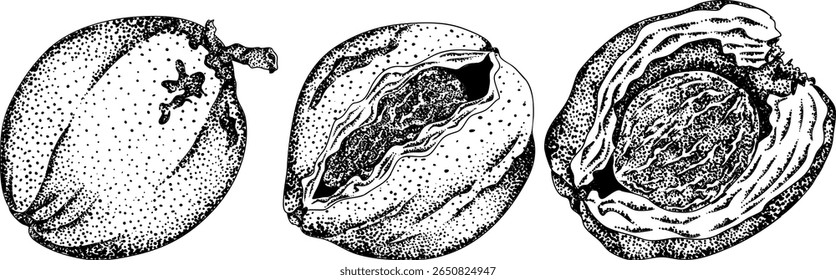 Vector engraving illustrations of coconuts. Perfect for tropical, nature, or food themed designs. Black and white art.	