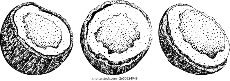 Vector engraving illustrations of coconuts. Perfect for tropical, nature, or food themed designs. Black and white art.	