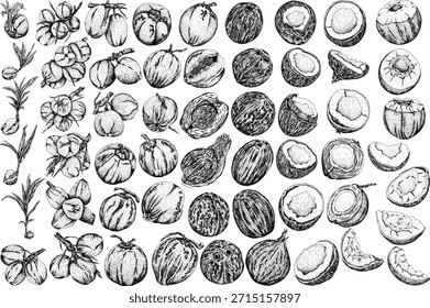 Vector engraving illustrations of coconuts. Perfect for tropical, nature, or food themed designs. Black and white art.	