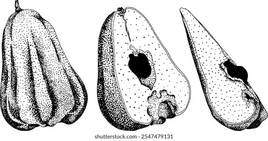 Vektor, Gravur Rosa Apfel oder roter Java Apfel, Buah Jambu oder Wachs Apfel, Semarang Rose. Symbol für tropische essbare Lebensmittel