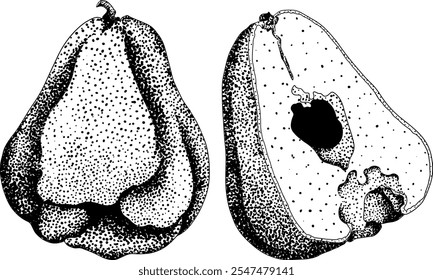 Vektor, Gravur Rosa Apfel oder roter Java Apfel, Buah Jambu oder Wachs Apfel, Semarang Rose. Symbol für tropische essbare Lebensmittel