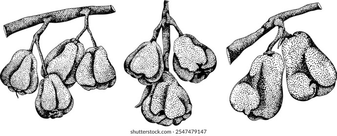 Vektor, Gravur Rosa Apfel oder roter Java Apfel, Buah Jambu oder Wachs Apfel, Semarang Rose. Symbol für tropische essbare Lebensmittel