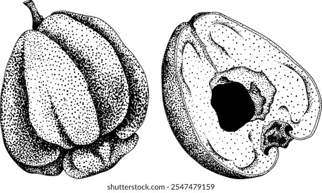 Vektor, Gravur Rosa Apfel oder roter Java Apfel, Buah Jambu oder Wachs Apfel, Semarang Rose. Symbol für tropische essbare Lebensmittel