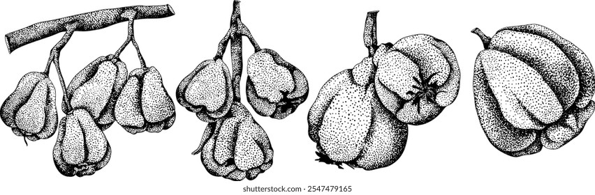 Vektor, Gravur Rosa Apfel oder roter Java Apfel, Buah Jambu oder Wachs Apfel, Semarang Rose. Symbol für tropische essbare Lebensmittel