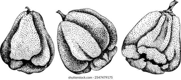 Vektor, Gravur Rosa Apfel oder roter Java Apfel, Buah Jambu oder Wachs Apfel, Semarang Rose. Symbol für tropische essbare Lebensmittel