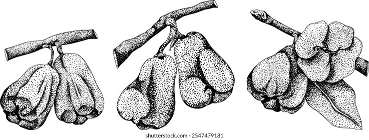 Vektor, Gravur Rosa Apfel oder roter Java Apfel, Buah Jambu oder Wachs Apfel, Semarang Rose. Symbol für tropische essbare Lebensmittel