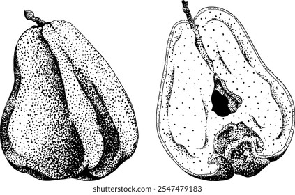 Vektor, Gravur Rosa Apfel oder roter Java Apfel, Buah Jambu oder Wachs Apfel, Semarang Rose. Symbol für tropische essbare Lebensmittel