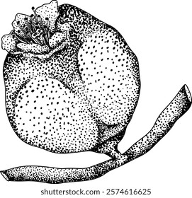 Vector, engraving Quince apple fruits whole and half cut, tropic farm garden ripe harvest, exotic fruits dessert	