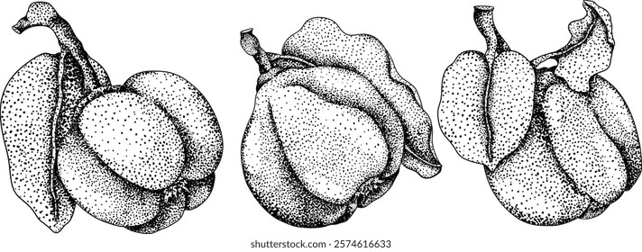 Vector, engraving Quince apple fruits whole and half cut, tropic farm garden ripe harvest, exotic fruits dessert	