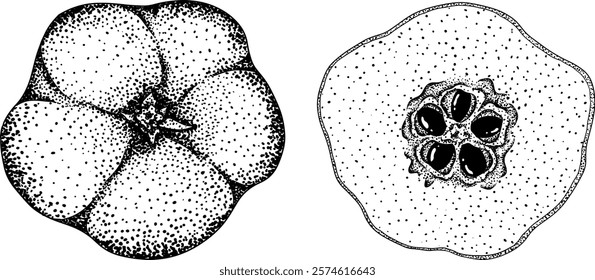 Vector, engraving Quince apple fruits whole and half cut, tropic farm garden ripe harvest, exotic fruits dessert	