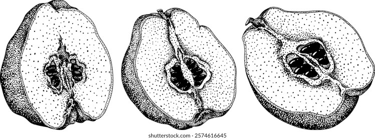 Vector, engraving Quince apple fruits whole and half cut, tropic farm garden ripe harvest, exotic fruits dessert	