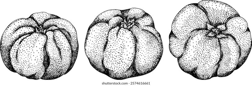 Vector, engraving Quince apple fruits whole and half cut, tropic farm garden ripe harvest, exotic fruits dessert	