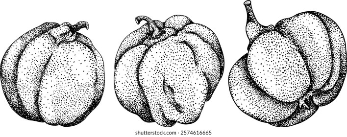 Vector, engraving Quince apple fruits whole and half cut, tropic farm garden ripe harvest, exotic fruits dessert	