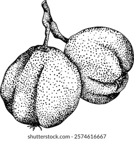 Vector, engraving Quince apple fruits whole and half cut, tropic farm garden ripe harvest, exotic fruits dessert	