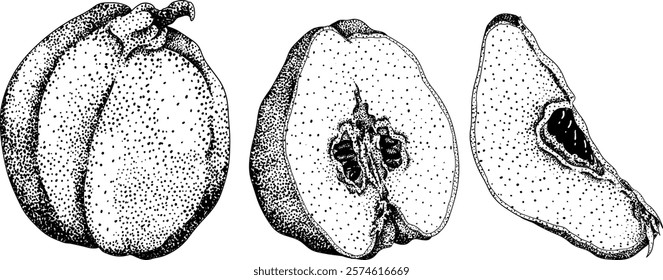 Vector, engraving Quince apple fruits whole and half cut, tropic farm garden ripe harvest, exotic fruits dessert	