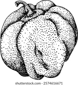 Vector, engraving Quince apple fruits whole and half cut, tropic farm garden ripe harvest, exotic fruits dessert	