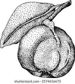 Vector, engraving Quince apple fruits whole and half cut, tropic farm garden ripe harvest, exotic fruits dessert	