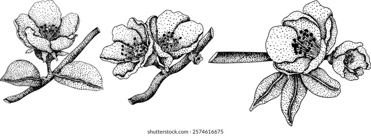 Vector, engraving Quince apple fruits whole and half cut, tropic farm garden ripe harvest, exotic fruits dessert	