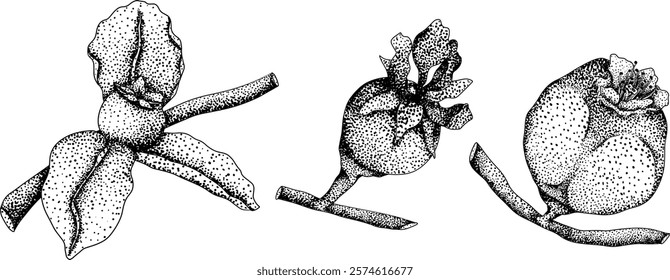 Vector, engraving Quince apple fruits whole and half cut, tropic farm garden ripe harvest, exotic fruits dessert	