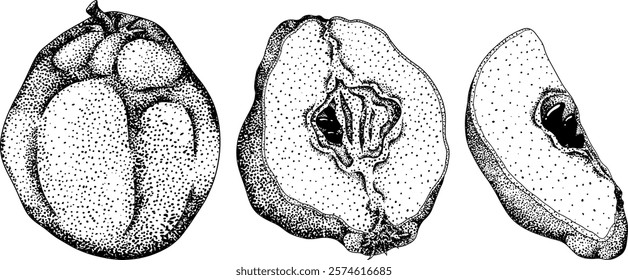 Vector, engraving Quince apple fruits whole and half cut, tropic farm garden ripe harvest, exotic fruits dessert	