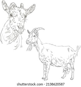Vector engraving retro illustration of a goat. Isolated on white background.