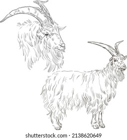 Vector grabando ilustración retro de una cabra. Aislado sobre fondo blanco.