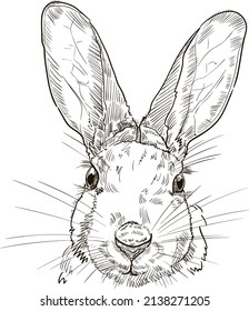 Vector engraving retro illustration of a hare head. Isolated on white background. 