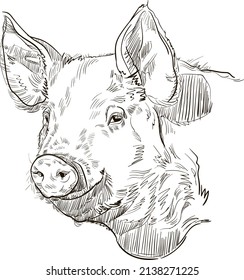 Vector engraving retro illustration of a pig head. Isolated on white background. 