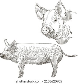 Vector engraving retro illustration of a pig. Isolated on white background.
