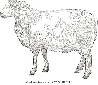 Vector engraving retro illustration of a sheep. Isolated on white background.