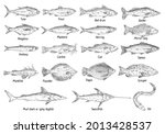 Vector engraving set type different fish. Red drum, anchovy, catfish, cod, flounder, herring, mackerel, pangasius, tilapia, trout, tuna, ell, grouper, mirror carp, monkfish, zander, swordfish, shark