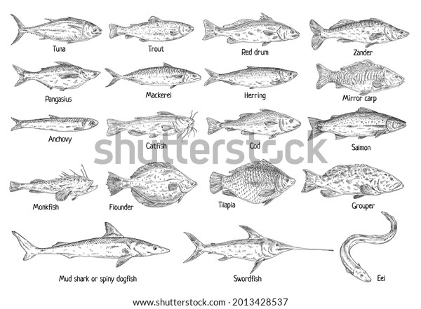 467 Grouper Drawing Images, Stock Photos & Vectors | Shutterstock