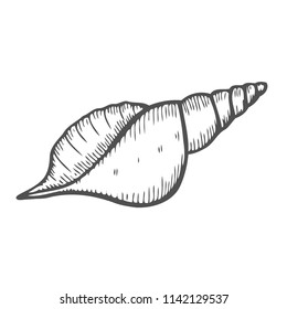 Vector engraving shell isolated on white background