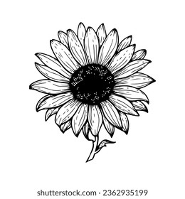 Estilo de grabado vectorial ilustración vectorial de girasol aislado en blanco