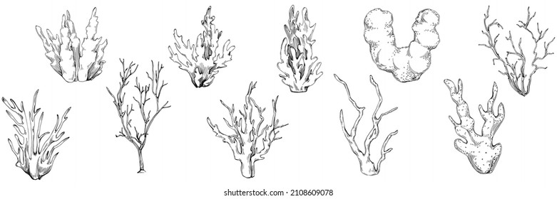Сoral vector with engraving style illustration of logo or emblem for design seafood menu. Nautical design element