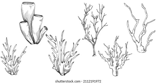 Сoral vector with engraving style illustration of logo or emblem for design seafood menu. Nautical design element