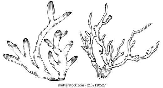 Сoral vector with engraving style illustration of logo or emblem for design seafood menu. Nautical design element