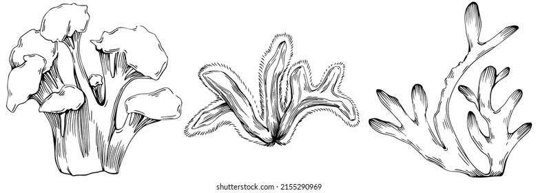 С mündliche Vektorgrafik mit Gravierstil-Illustration von Logo oder Emblem für Design-Meeresfrüchte-Menü. Nautisches Konstruktionselement
