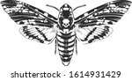Vector engraving style insect art isolated on white. Vintage bug illustration.