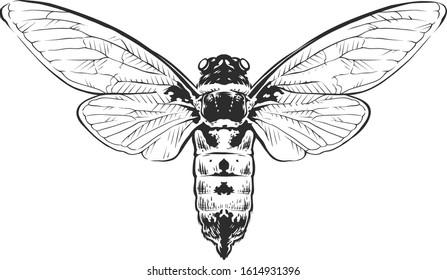 Vector engraving style insect art isolated on white. Vintage bug illustration.