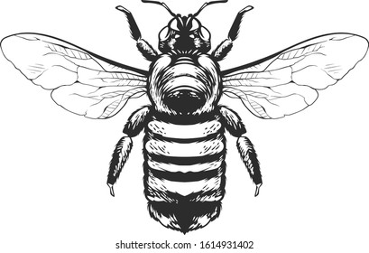 Vector engraving style insect art isolated on white. Vintage bug illustration.