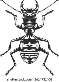 Vector engraving style insect art isolated on white. Vintage bug illustration.