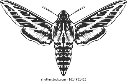 Vector engraving style insect art isolated on white. Vintage bug illustration.