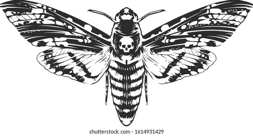 Vector engraving style insect art isolated on white. Vintage bug illustration.