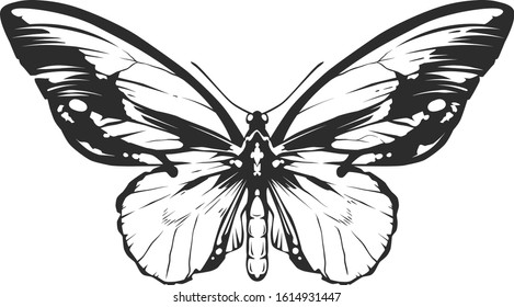 Vector engraving style insect art isolated on white. Vintage bug illustration.